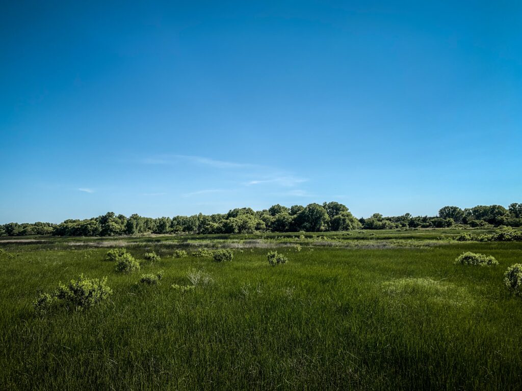 Forests nearby the Salt Plains